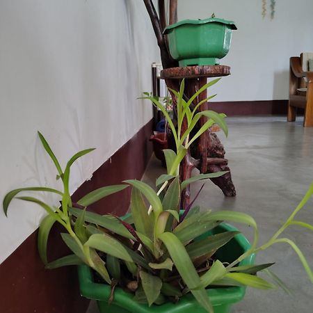 Gayatri Homestay ديبروجاره المظهر الخارجي الصورة