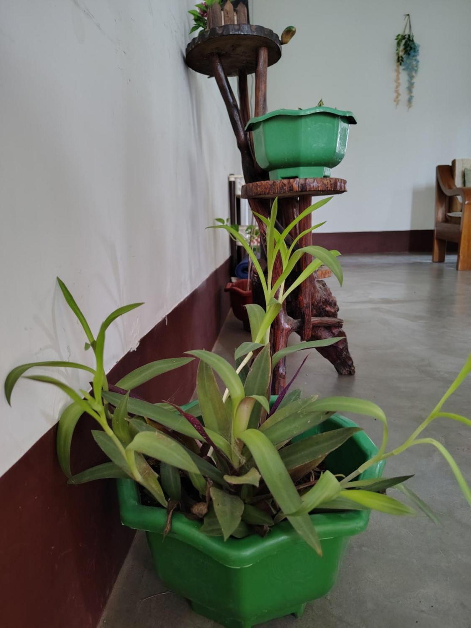 Gayatri Homestay ديبروجاره المظهر الخارجي الصورة